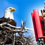 nesting eagle and cell tower
