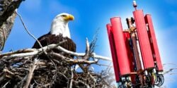 nesting eagle and cell tower