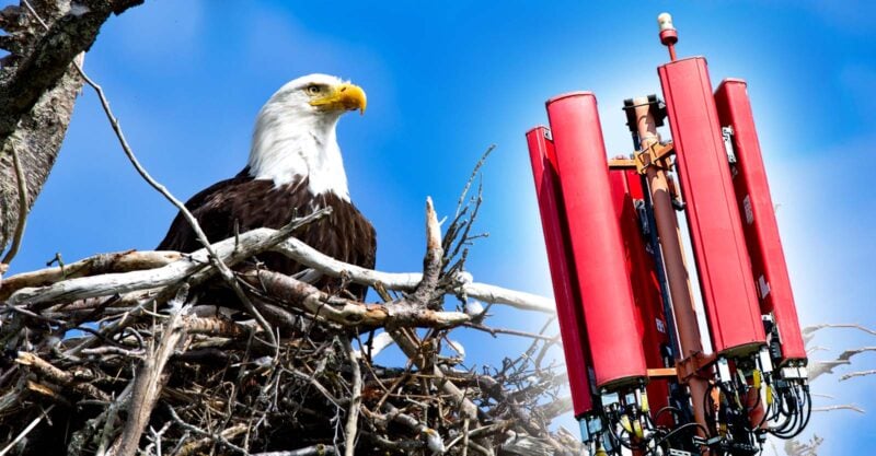 nesting eagle and cell tower