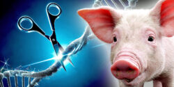 crispr gene and scissors and a pig