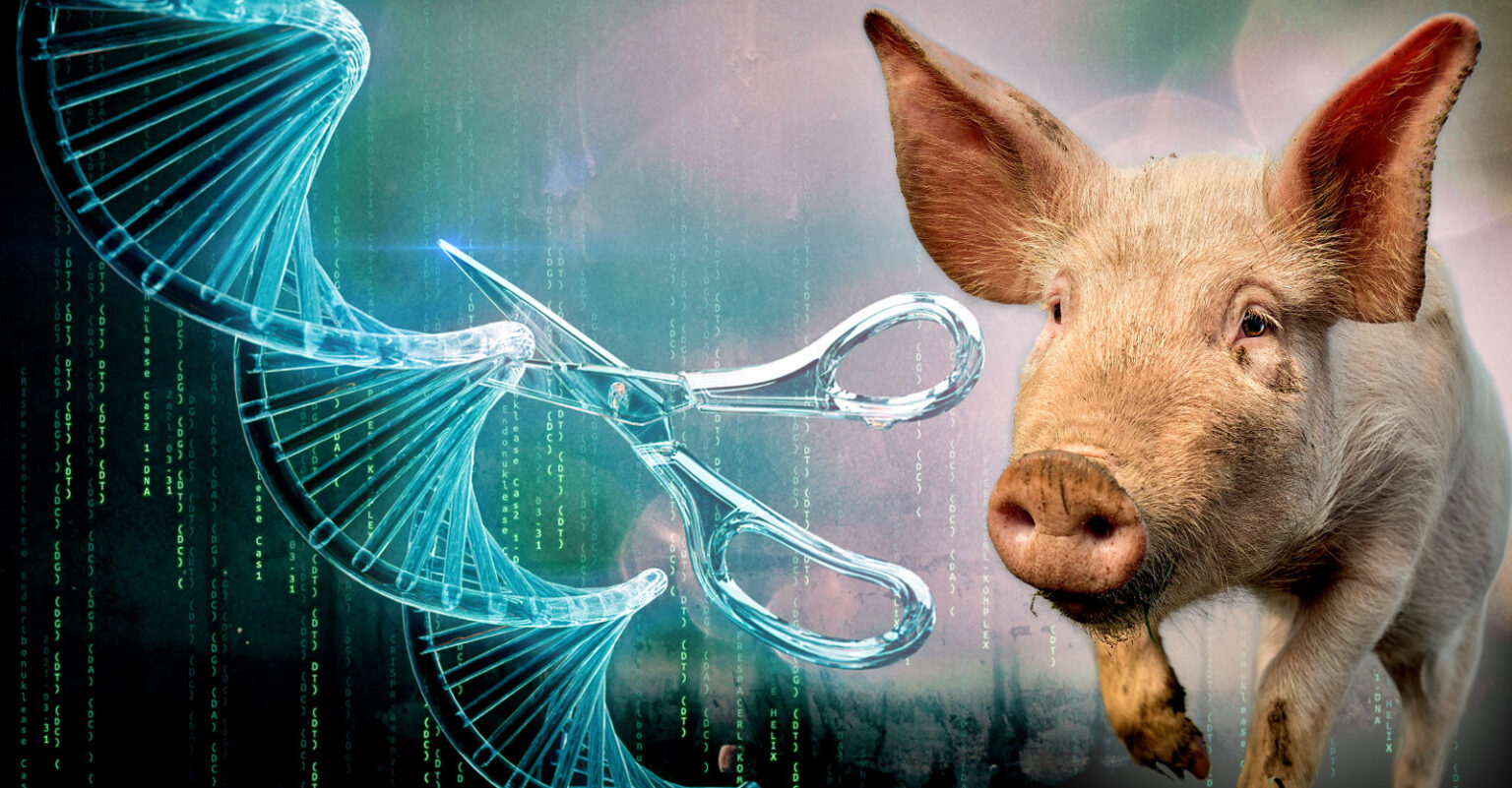  Just Like Regular Pork FDA Grants Investigational Approval For 