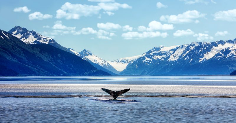 Groups Sue Government Agencies — Stop Massive Oil and Gas Project in Alaska’s Arctic