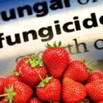 strawberries and the word "fungicide"