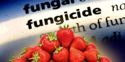strawberries and the word "fungicide"