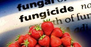 strawberries and the word "fungicide"