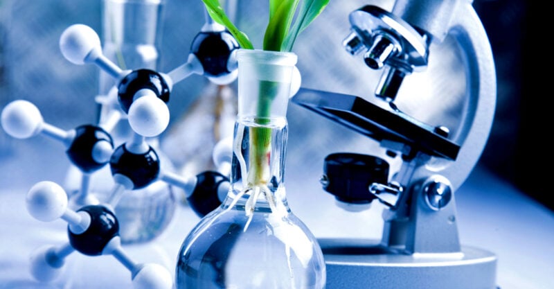 gene edited plants animals foreign dna feature