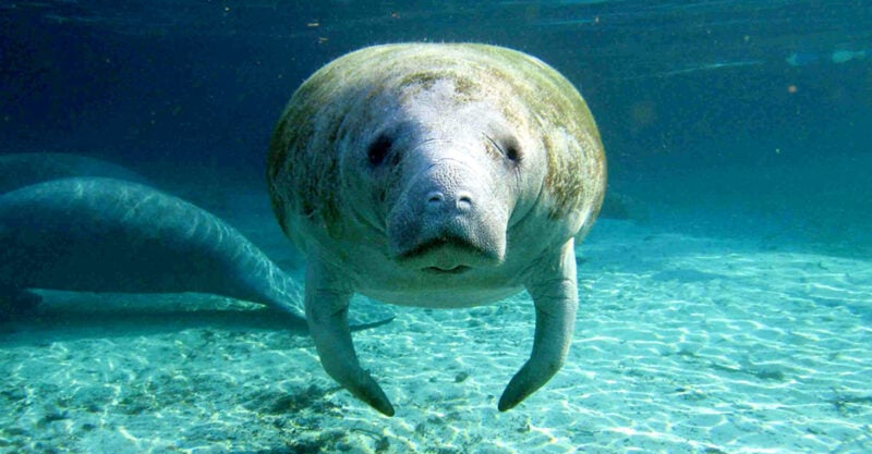 glyphosate contamination endangered manatees feature
