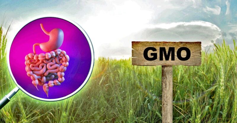 gmo and magnifying glass with gut