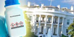 bottle of glyphosate and white house