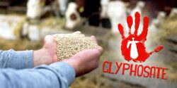 feeding cows and word "glyphosate"