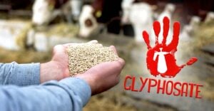 feeding cows and word "glyphosate"
