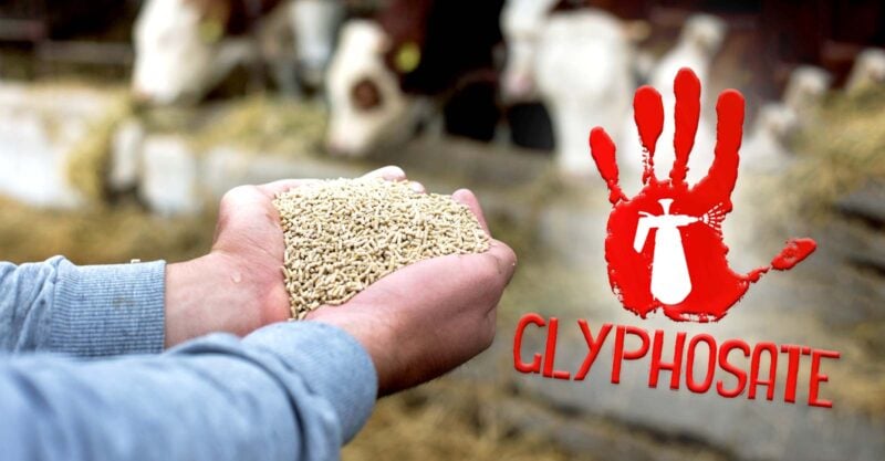 feeding cows and word "glyphosate"