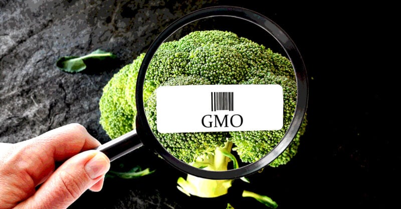 gmo inside magnifying glass