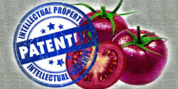 purple tomato with words "patented intellectual property"