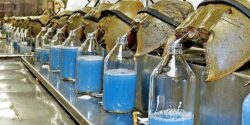 horseshoe crab and blue blood