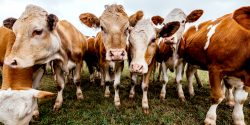 DeSmog conducted a five-month investigation into the meat industry’s PR and lobbying.