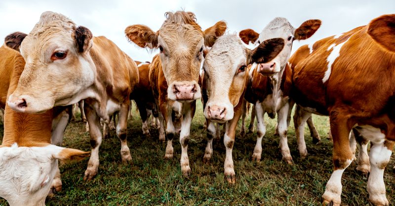 DeSmog conducted a five-month investigation into the meat industry’s PR and lobbying.