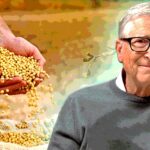 bill gates and seeds