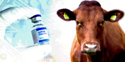 mrna vaccine bottle and cow