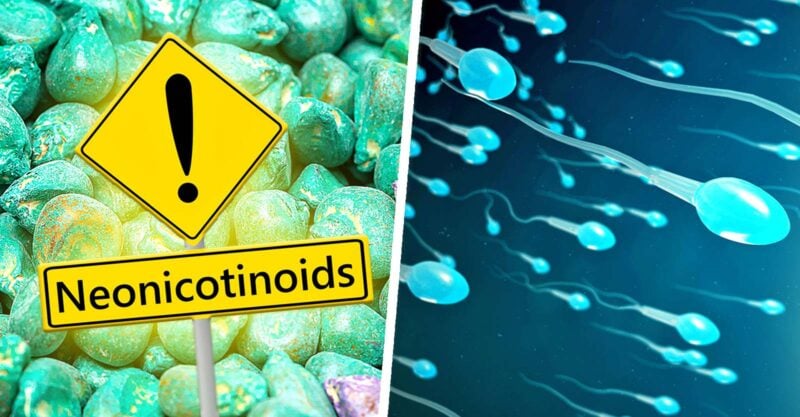 word "neonicotinoids" and sperm