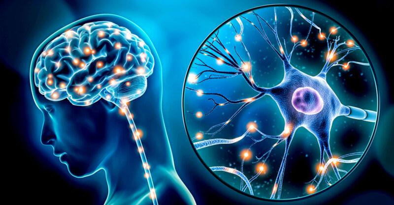 neonicotinoid insecticides nervous system feature