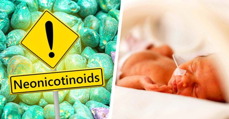 neonicotinoid sign and preterm baby