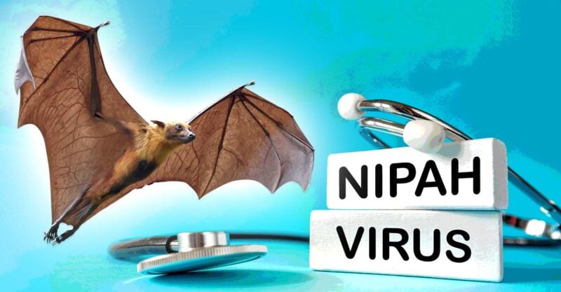 bat and words "nipah virus"