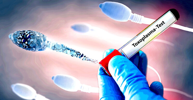 sperm and test tube with word "toxoplasma"