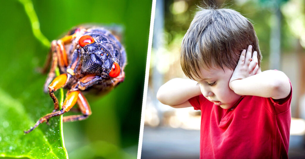periodical cicada and child covering his ears