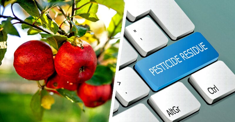 apples growing on tree and keyboard with words "pesticide residue"