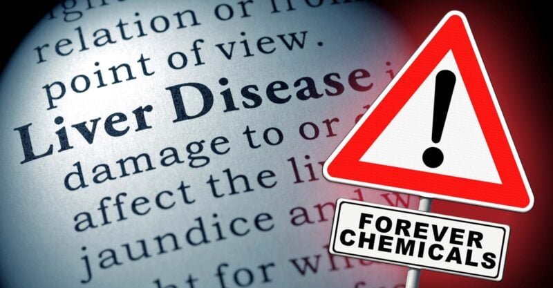 words "liver disease" and "forever chemicals"