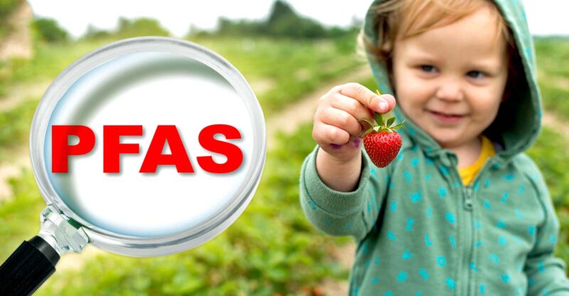 toddler holding strawberry