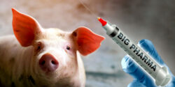 pig pork mrna livestock vaccine feature
