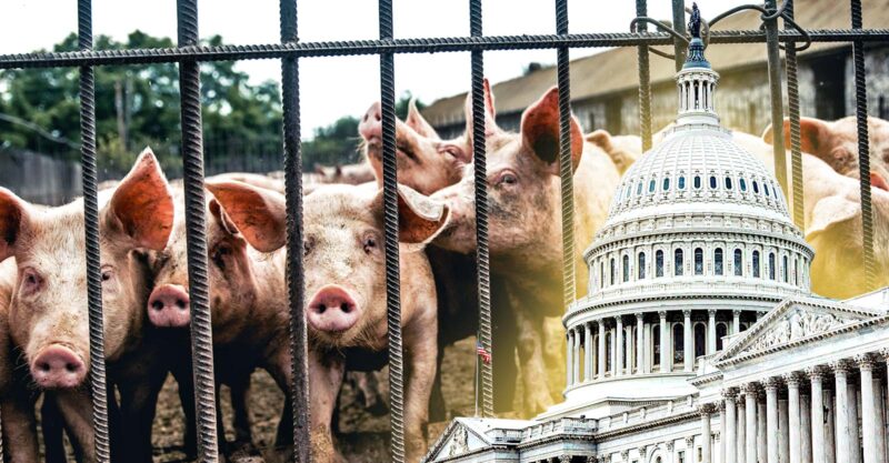 pigs in crates and u.s. capitol building