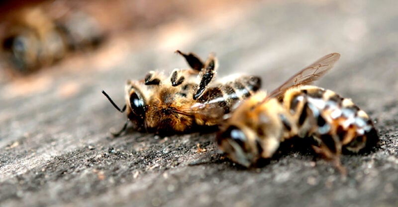 pollinator bees food shortage malnutrition feature