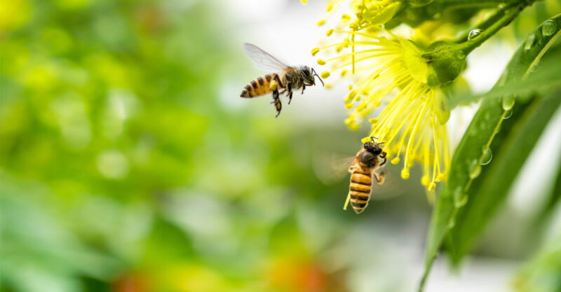 Flying honey bee collecting pollen at yellow flower. Bee flying over the yellow flower