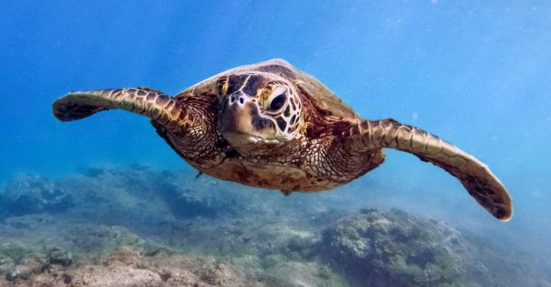 Oceans are "under threat like never before."