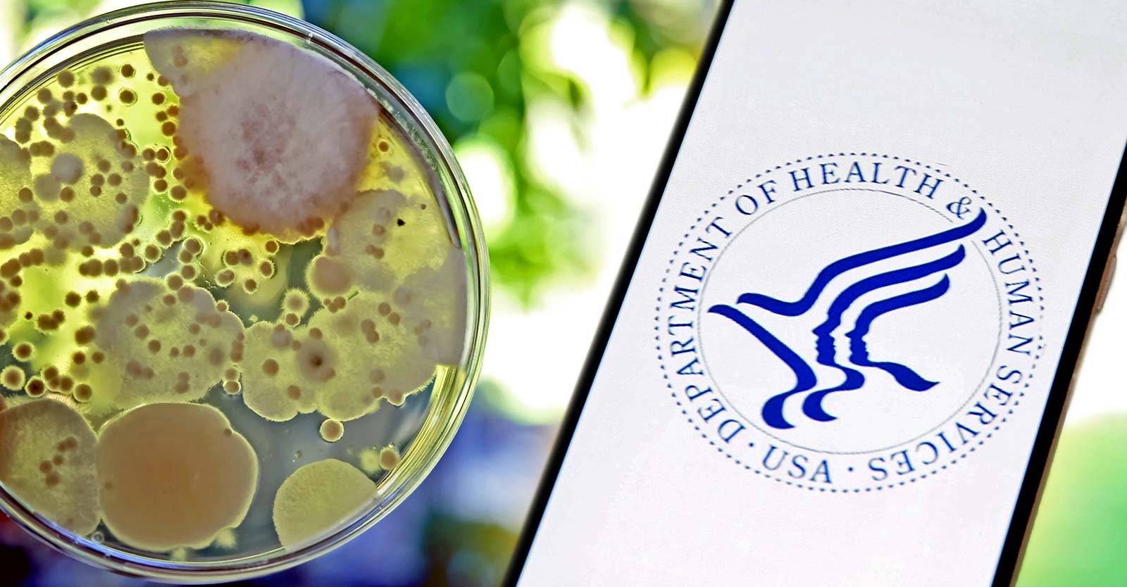 mold in a petri dish and HHS logo