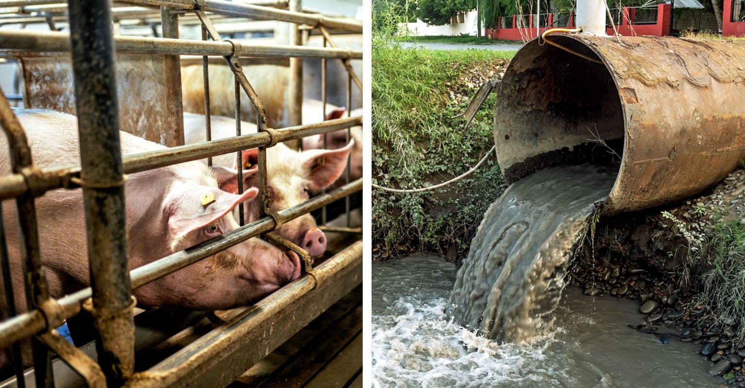 u-s-slaughterhouses-dump-wastewater-containing-blood-body-parts-and