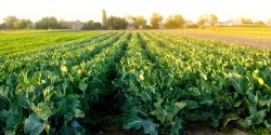 Sustainable, local, organic food grown on small farms has a tremendous amount to offer.