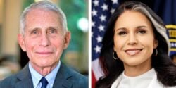 anthony fauci and tulsi gabbard