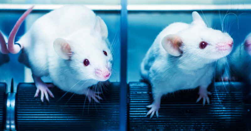 Photo of two white lab rats in a clear cage.