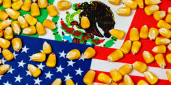 united states mexico gmo corn feature