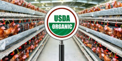 usda organic chicken factory farm feature