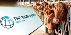 world bank logo and cows at farm