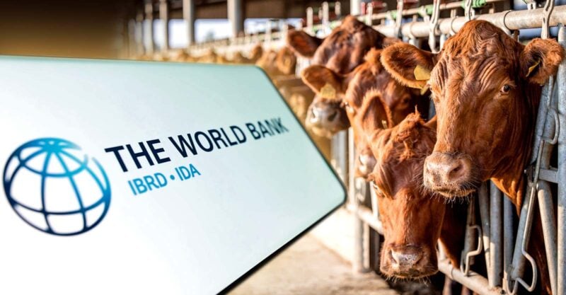 world bank logo and cows at farm