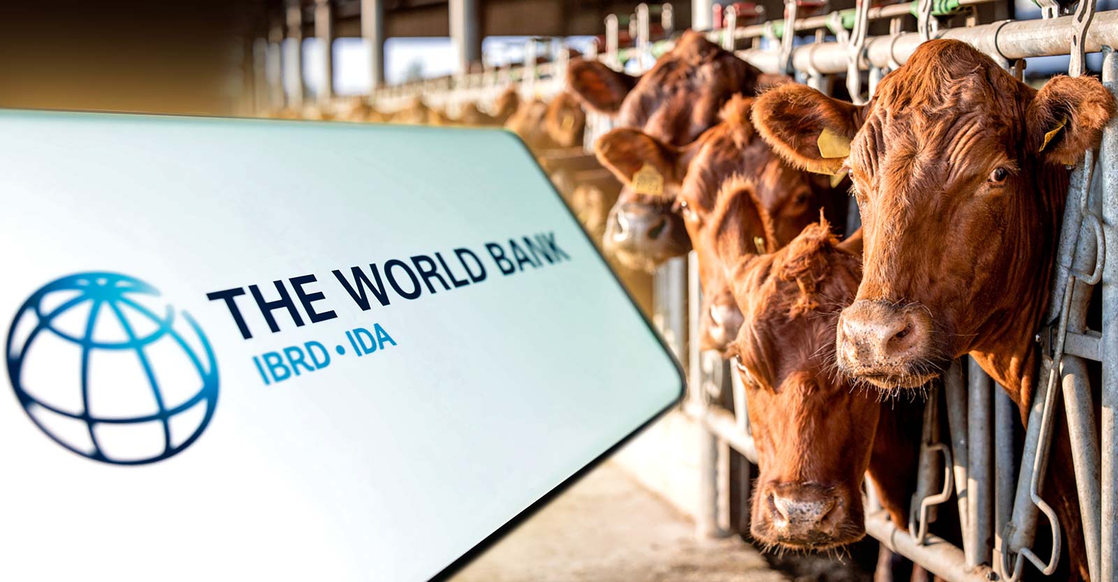 world bank logo and cows at farm